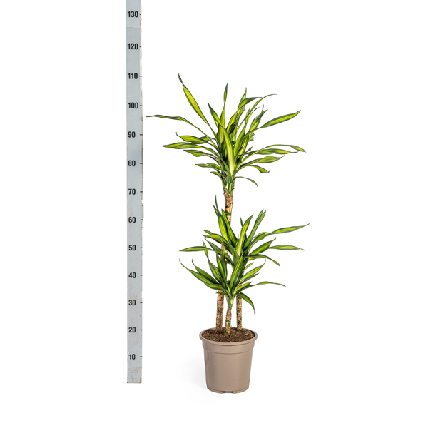 Dracaena Deremensis Rikki Ø21cm - ↕100cm  BotanicBridge