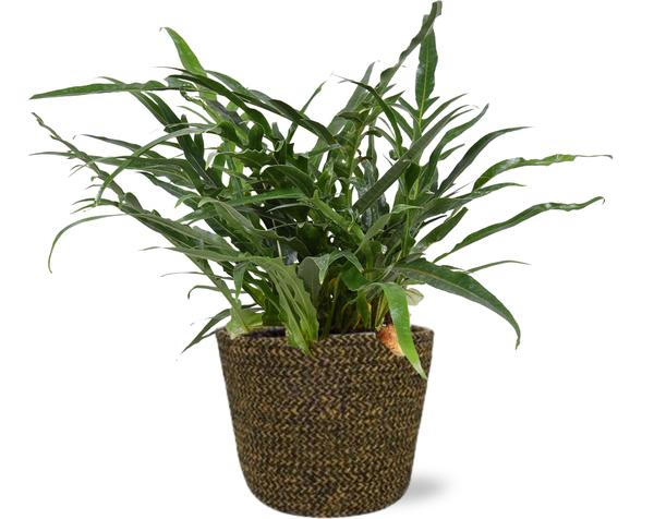 Aglaomorpha Coronans - Ø17cm - ↕45cm + Selin Pot D18x16cm - Zwart  BotanicBridge