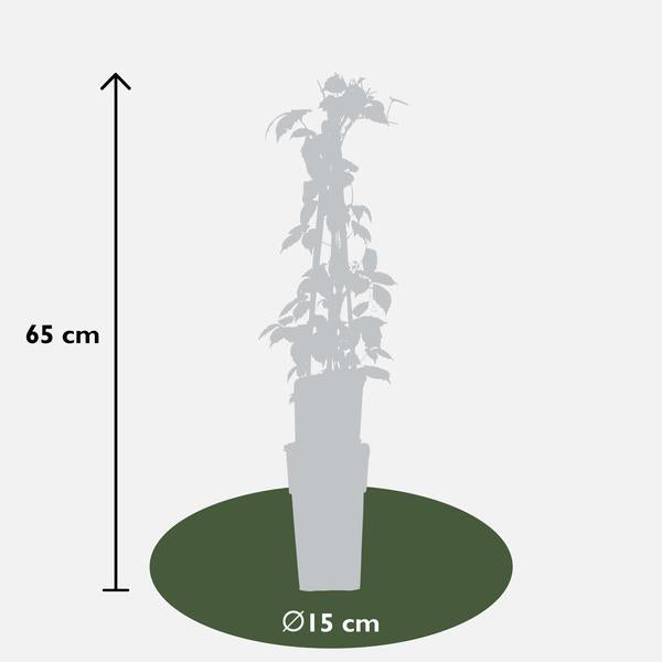 Parthenocissus tricuspidata 'Veitch Boskoop' - Ø15cm - ↕65cm  BotanicBridge