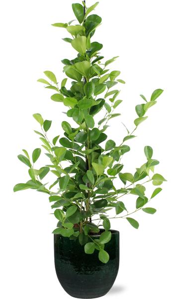 Ficus microcarpa Moclame - Ø21cm - ↕95cm + Jolin Pot D24x23cm - Groen  BotanicBridge