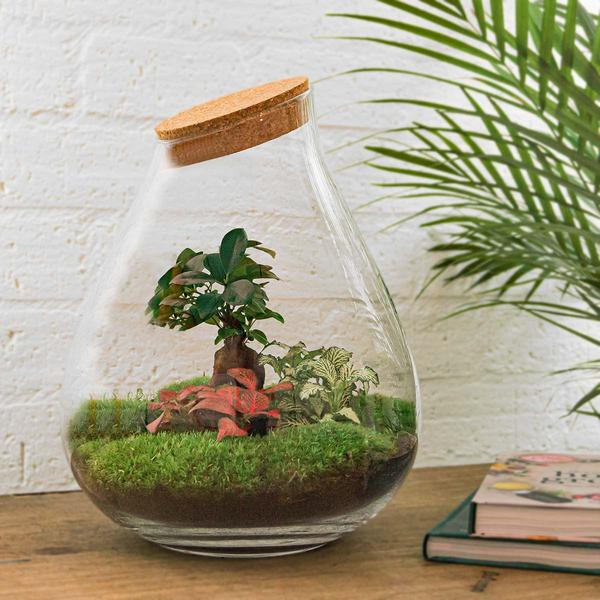 DIY terrarium - Drop XL Bonsai -↕ 37 cm - Rake + Shovel  BotanicBridge