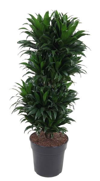 Dracaena Compacta Vertakt P27 - Ø27cm - ↕100cm  BotanicBridge