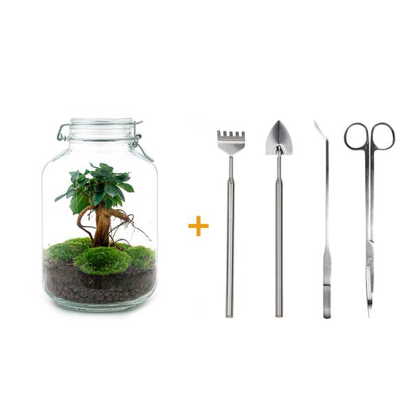 DIY terrarium - Jar - Ficus Ginseng bonsai - ↕ 28 cm - Rake + Shovel + Tweezer + Scissors  BotanicBridge