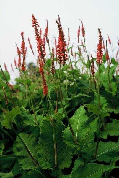 Persicaria amplexicaulis - ↕10-25cm - Ø9cm - 12x  BotanicBridge