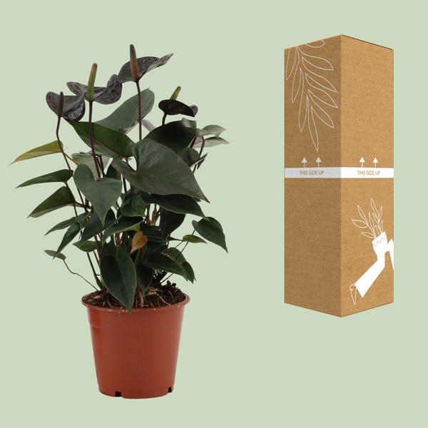 Anthurium Black Love In Transparant Sleeve - Ø12cm - ↕36cm  BotanicBridge