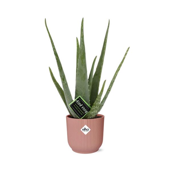 Aloe Vera 12cm in ELHO Vibes Fold 14cm roze  BotanicBridge