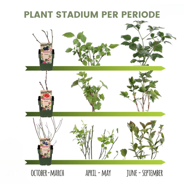 Biologische Fruitbomen set van 4 - Appel, Peer, Kers en Pruim - 4 x Ø 20 cm - ↨ 60 cm  BotanicBridge