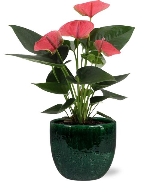 Anthurium Sweet Dream - Ø12cm - ↕36cm + Jolin Pot D14x13cm - Groen  BotanicBridge