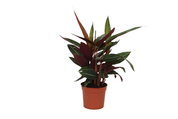 Calathea Stripestar - 40 cm - Ø12cm  BotanicBridge