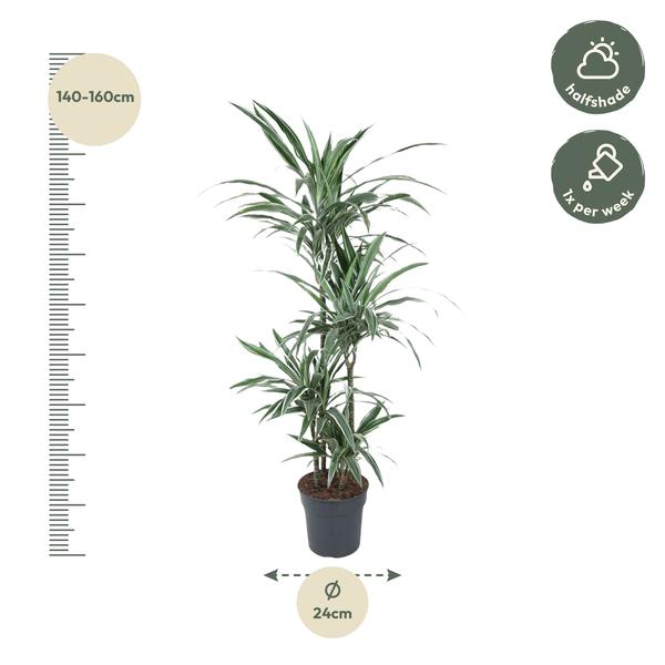 Dracaena Warneckei - 150 cm - ø24  BotanicBridge