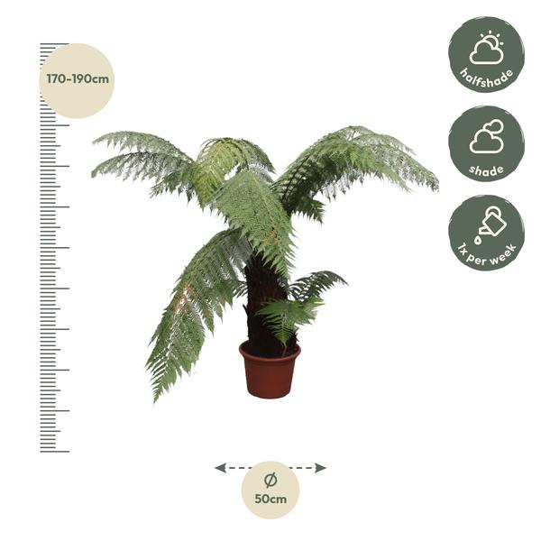 Dicksonia Antarctica - 180cm - ø50  BotanicBridge