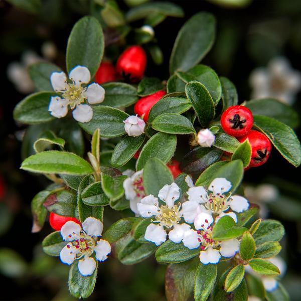 Cotoneaster dammeri - ↕10-25cm - Ø9cm - 6x  BotanicBridge