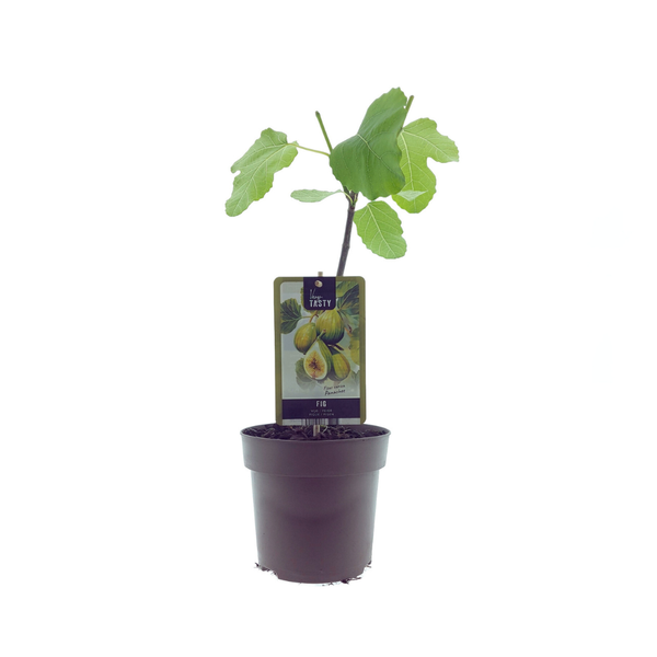 Ficus Panachee (15019) - Ø15cm - ↕40cm  BotanicBridge