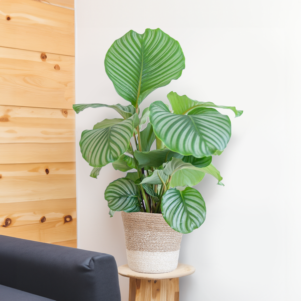 Calathea Orbifolia met Lissabon mand wit - 65cm - Ø19  BotanicBridge