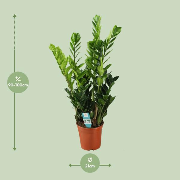 Zamioculcas 21cm - Ø21cm - ↕100cm  BotanicBridge