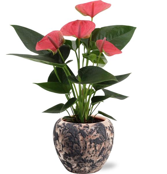 Anthurium Sweet Dream - Ø12cm - ↕36cm + Doug Pot D14x13cm - Zwart Beige  BotanicBridge