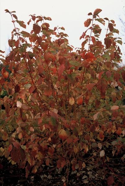 Cornus sang. 'Anny's Winter Orange' - ↕10-25cm - Ø9cm - 6x  BotanicBridge