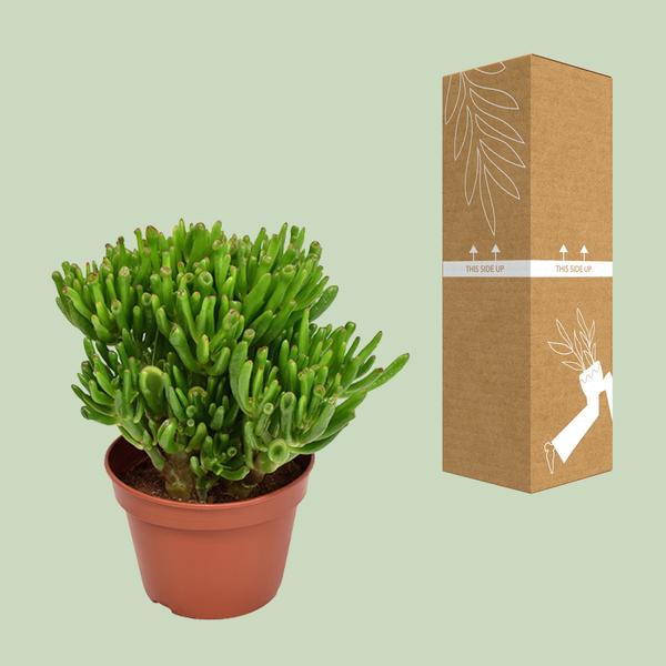 Crassula Hobbit - Ø15cm - ↕21cm  BotanicBridge