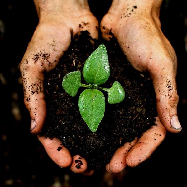 Culvita Universele Potgrond inclusief 2 maanden plantenvoeding - Universele potgrond voor kamerplanten en buitenplanten - 40 liter  BotanicBridge