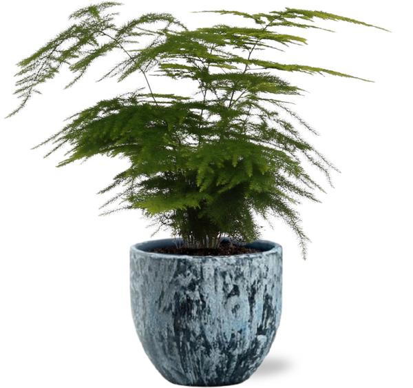 Asparagus Setaceus - Ø12cm - ↕35cm + Sem Pot D14x13cm - Blauw  BotanicBridge