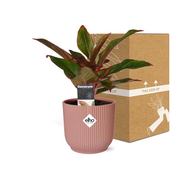 Aglaonema Crete in ELHO Vibes Fold 14cm roze  BotanicBridge