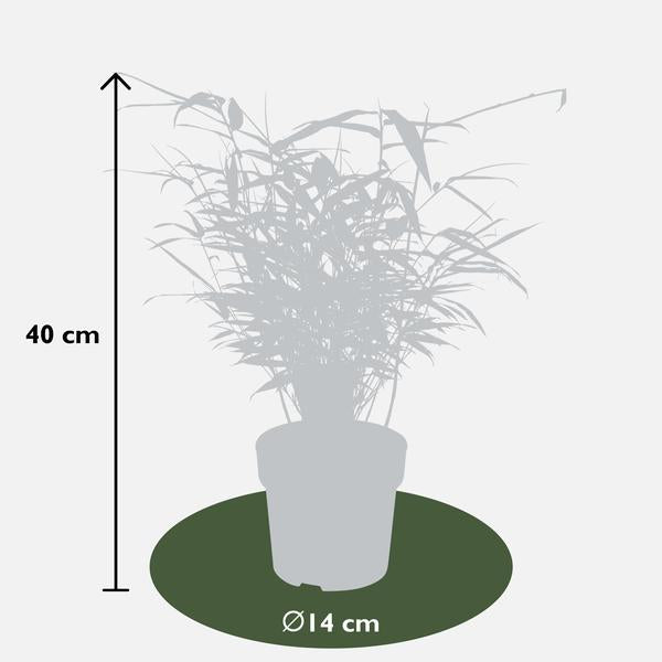 12x - Fargesia rufa - 40cm - Ø14  BotanicBridge