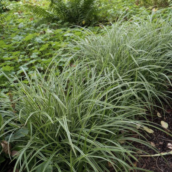 Carex morrowii 'Ice Dance' - ↕10-25cm - Ø9cm - 12x  BotanicBridge