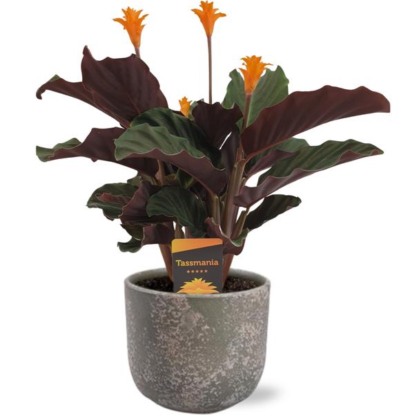 Calathea Crocata - Ø14cm - ↕40cm + Natan Pot D15x13cm - Grijs  BotanicBridge