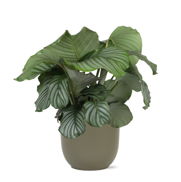 Calathea Orbifolia Ø21cm - ↕70cm in Boule OLIJF pot  BotanicBridge