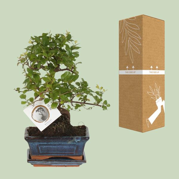 Bonsai S-vorm Ø15cm - ↕15cm  BotanicBridge