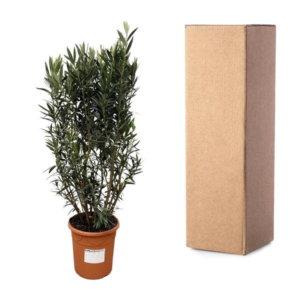 Nerium Oleander struik - 180cm- Ø40  BotanicBridge