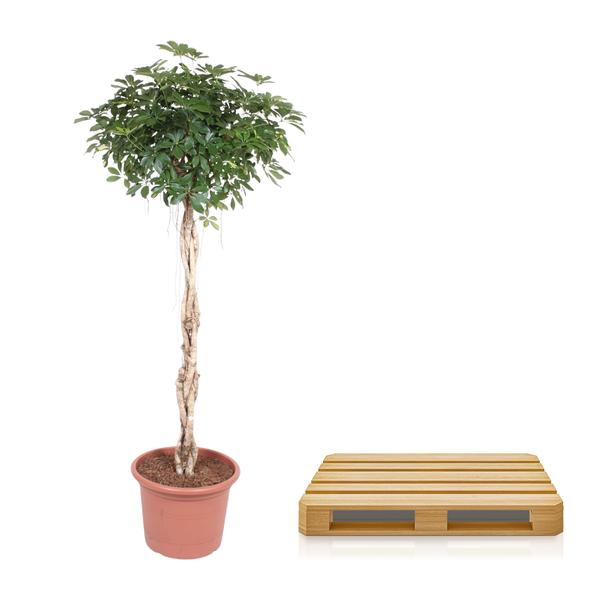 Schefflera Arboricola Compacta gevlochten stam - 200 cm - ø50  BotanicBridge