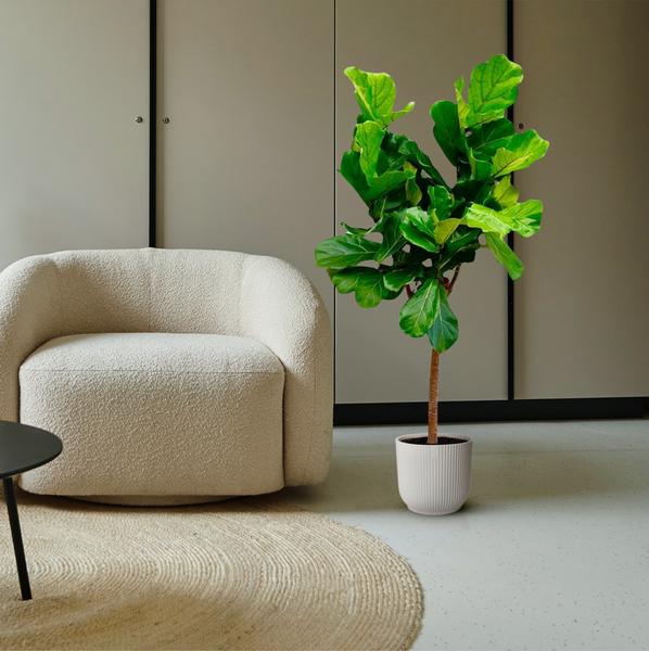 Ficus Lyrata boom - 160 cm - ø30  BotanicBridge