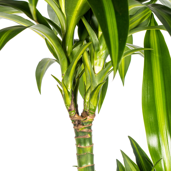 Dracaena Deremensis Hawaiian Sunshine Ø24cm - ↕140cm  BotanicBridge