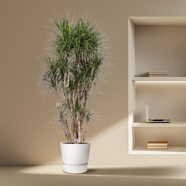 Dracaena Marginata vertakt - 220 cm - ø40  BotanicBridge