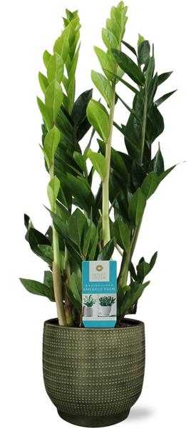 Zamioculcas Zamiifolia - Ø17cm - ↕70cm + Lykke Pot D18x16cm - Groen  BotanicBridge