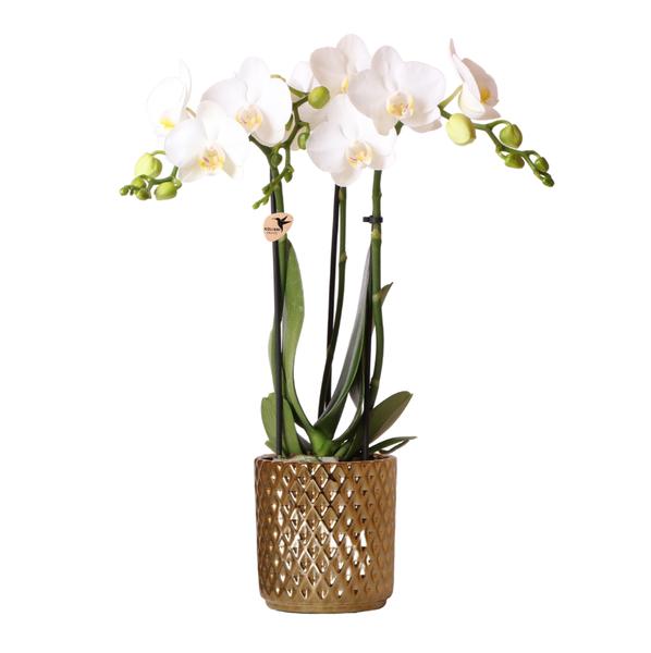 Kolibri Orchids | witte Phalaenopsis orchidee – Amabilis + Diamond sierpot goud – potmaat Ø9cm – 40cm hoog | bloeiende kamerplant in bloempot - vers van de kweker  BotanicBridge