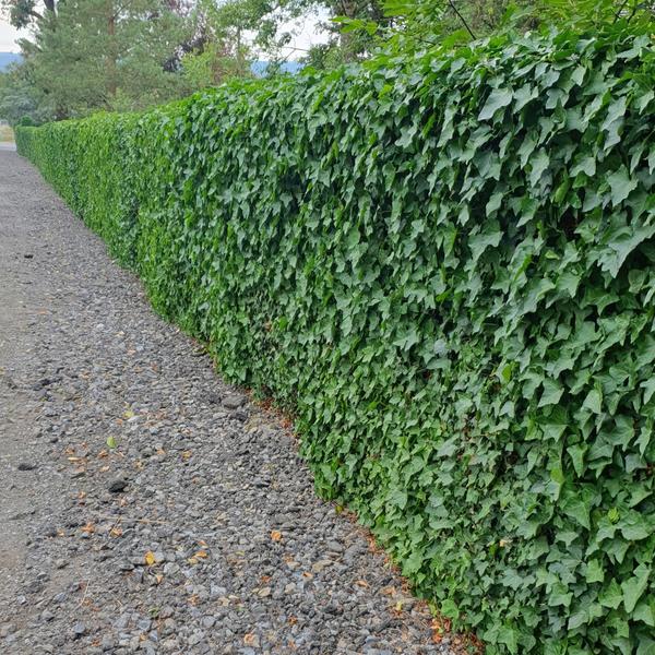 Hedera Hibernica - ↕10-25cm - Ø9cm - 6x  BotanicBridge