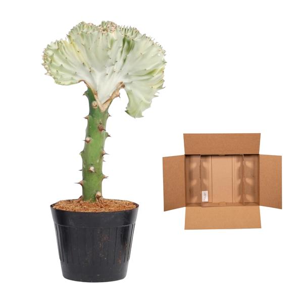 Euphorbia lactea Cristata wit - 35 cm - ø12  BotanicBridge