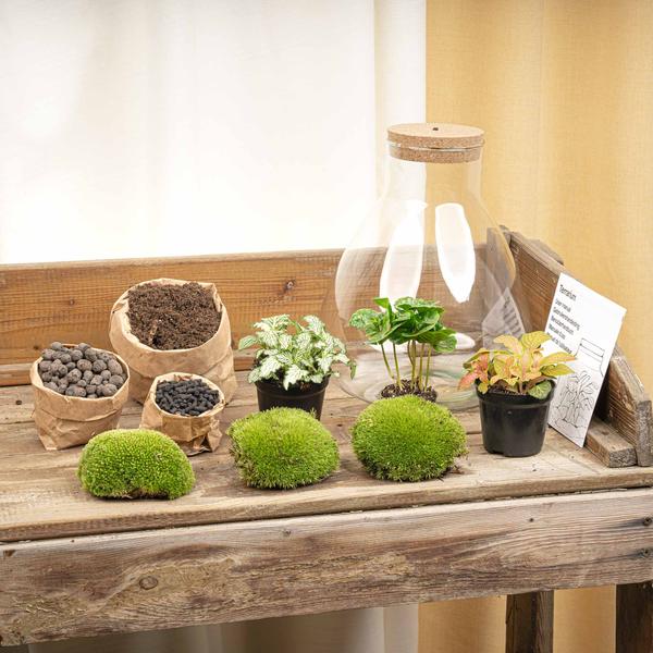 DIY terrarium - Sam Coffea met lamp - ↕ 30 cm - Normal  BotanicBridge