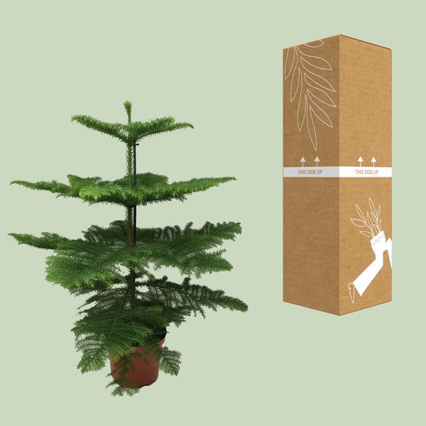 Araucaria - Ø21cm - ↕100cm  BotanicBridge