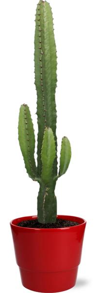 Euphorbia Acrurensis - Ø17cm - ↕50cm + Pot Basic D18x15cm - Rood  BotanicBridge