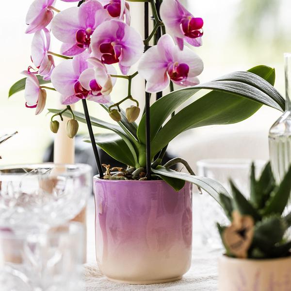 Kolibri Orchids | Roze orchidee Niagara Falls + Gradience sierpot roze - potmaat Ø9cm | bloeiende kamerplant - vers van de kweker  BotanicBridge