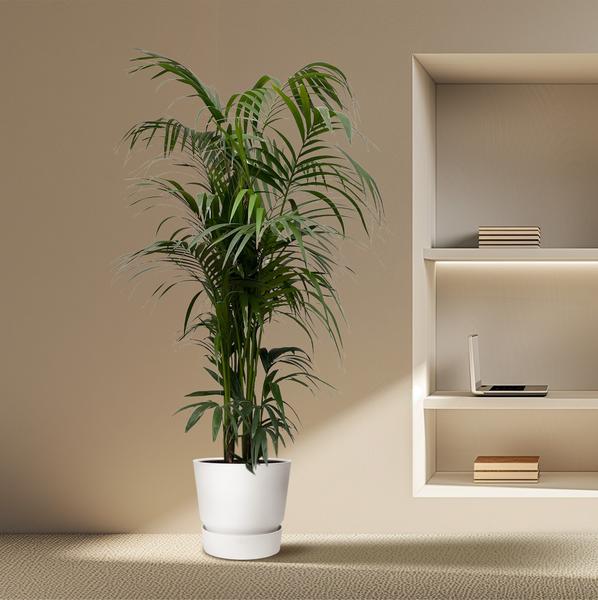 Kentia palm - 230 cm - ø38  BotanicBridge