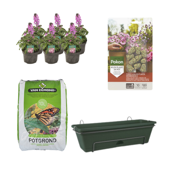 Balkonbak Groen DIY-set - Erysimum Linifolium 'Bowles Mauve'  BotanicBridge