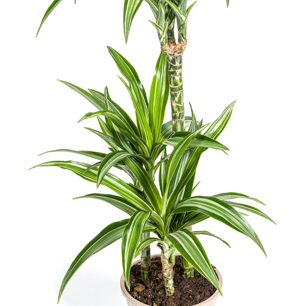 Dracaena Deremensis White Stripe Ø21cm - ↕100cm  BotanicBridge