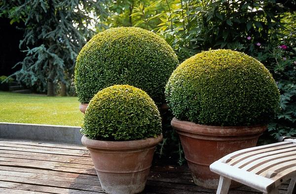 Buxus Sempervirens - ↕10-25cm - Ø9cm - 6x  BotanicBridge