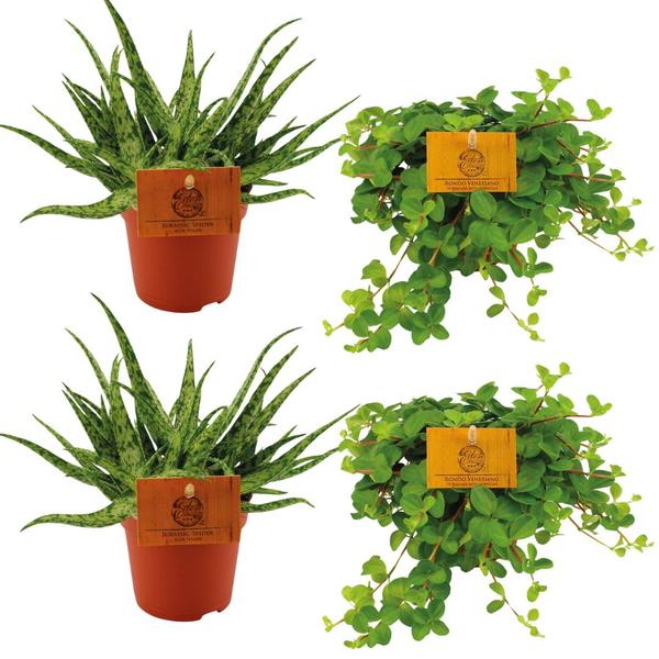 2x Aloe Spider + 2x  Peperomia Rotundifolia - 4 stuks - Ø10.5cm - ↕10cm  BotanicBridge