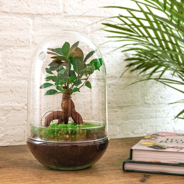 DIY terrarium - Egg XL Bonsai - ↕ 30 cm  BotanicBridge